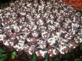 Brigadeiro no copinho (cento)